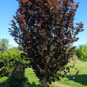 Fagus Sylvatica 'Red Obelisk'