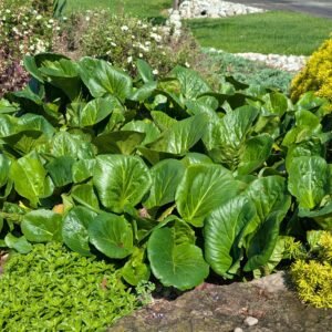 Bergenia Cordifolia