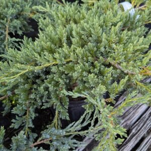 Juniperus Squamata 'Blue Carpet'