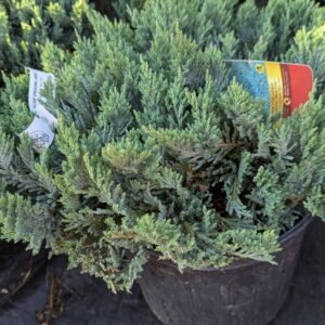 Juniperus Horizontalis 'Blue Chip'