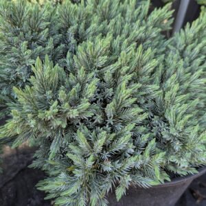 Juniperus Squamata 'Blue Star'
