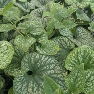 Brunnera Macrophylla 'Alexander'S Great'