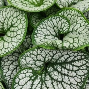 Brunnera Macrophylla 'Sea Heart'