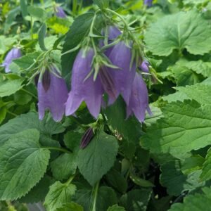 Campanula 'Sarastro' #1