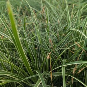 Carex Morrowii 'Ice Dance'