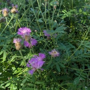 Centaurea Dealbata 'Rosea'