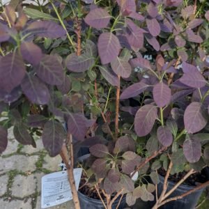 Cotinus coggygria Royal Purple