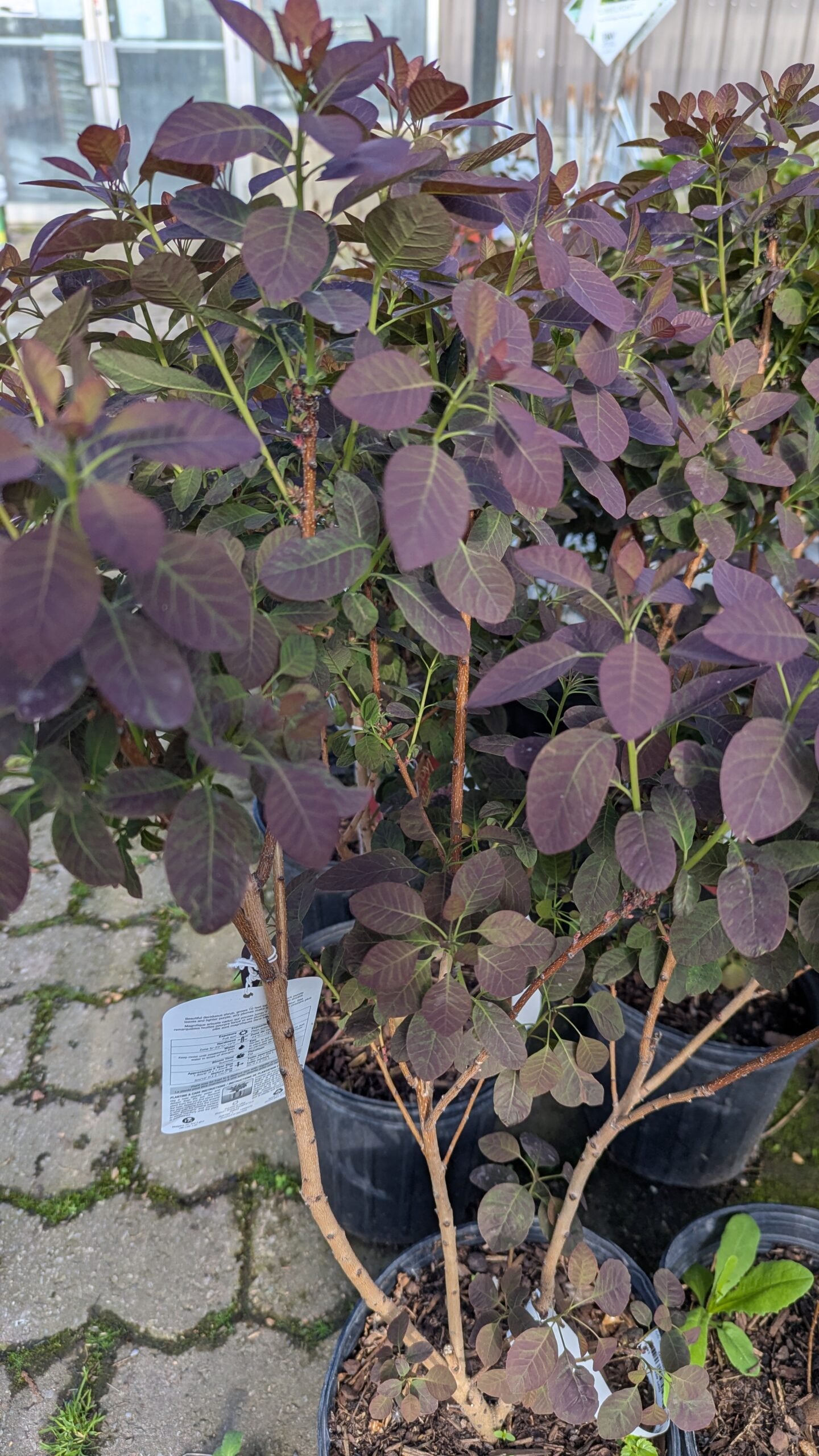 Cotinus coggygria Royal Purple