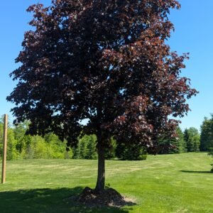 Acer Platanoides 'Crimson King'