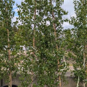 Betula Platyphylla 'Fargo'