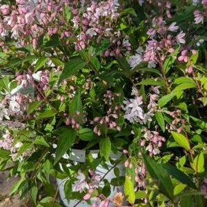 Deutzia gracilis NCDx2