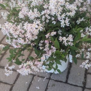 Deutzia gracilis NCDx1"