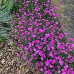Dianthus Deltoides 'Flashing Lights'