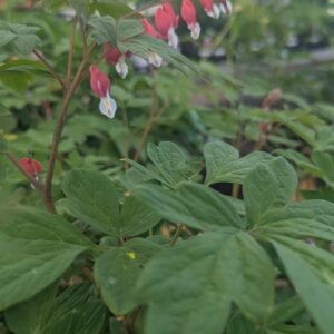 Dicentra Spectabilis 'Pw 'Hordival'
