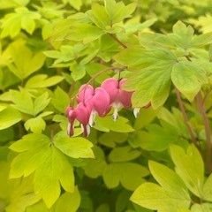 Dicentra Spectabilis 'Yellow Leaf'