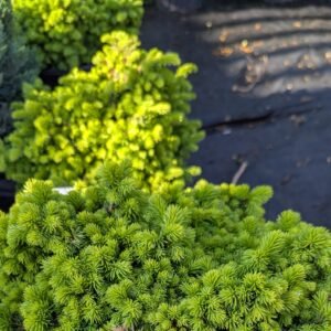 Picea Omorika 'Nana'