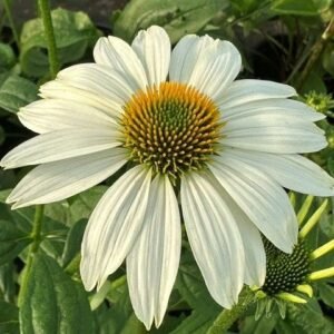 Echinacea x 'Kismet White'