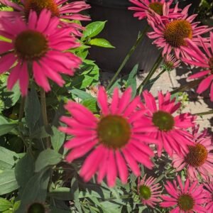 Echinacea x 'Kismet Raspberry'