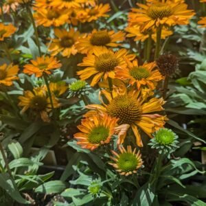 Echinacea x 'Prima Safffron'
