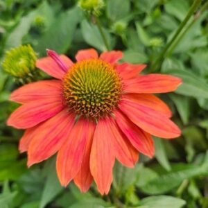Echinacea x 'Sombrero Balsomador'