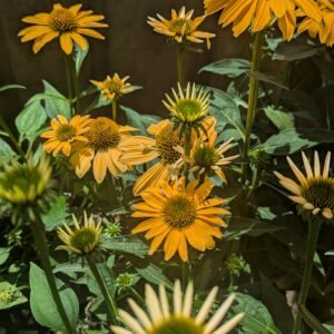 Echinacea x 'Sombrero Balsomold'