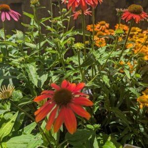 Echinacea x 'Sombrero Balsomsed'