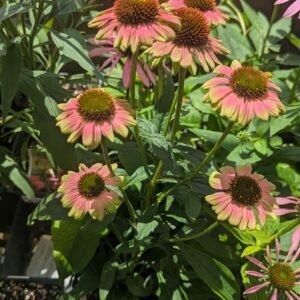 Echinacea x 'Kismet Lemonade'