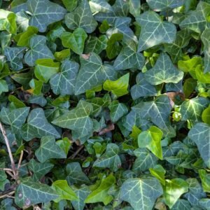 Hedera Helix 'Baltica'