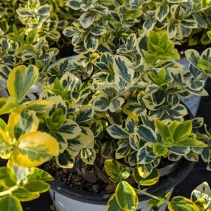 Euonymus fortunei Gold Splash