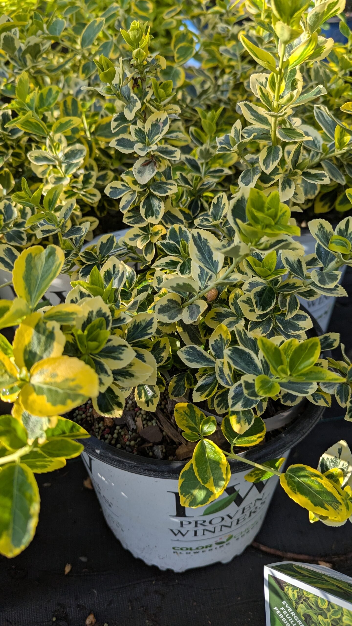 Euonymus fortunei Gold Splash
