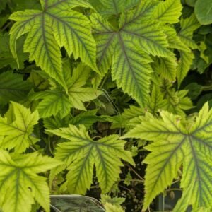 Filipendula Rubra 'Venusta'