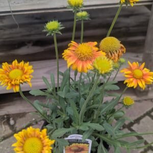 Gaillardia Aristata 'Arizona Apricot'