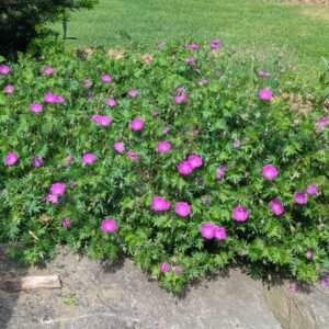 Geranium Sanguineum 'Max Frei'