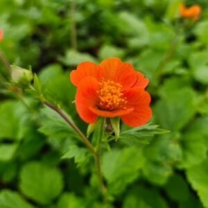 Geum Coccineum 'Koi'