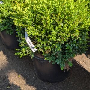 Buxus mic. var. insularis Green Velvet