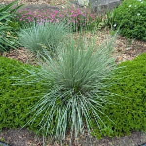 Helictotrichon Sempervirens 'Saphirsprudel'