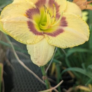 Hemerocallis 'Custard Candy'