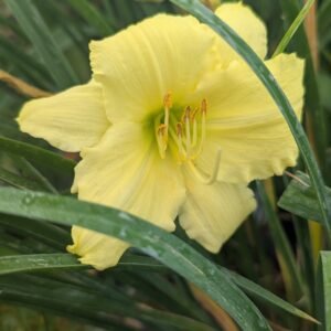 Hemerocallis 'Fragrant Reflection'