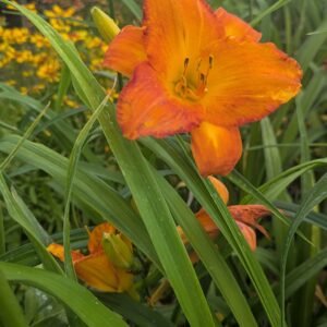 Hemerocallis 'My Reggae Tiger'