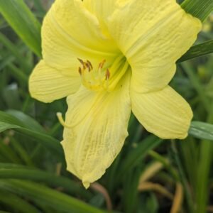 Hemerocallis Rainbow Rhythm Going Bananas '