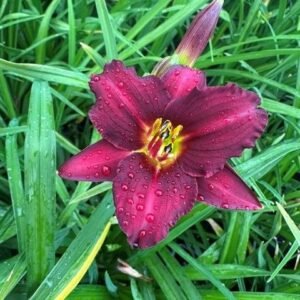 Hemerocallis 'Pardon Me'