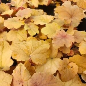 Heuchera x 'Caramel'