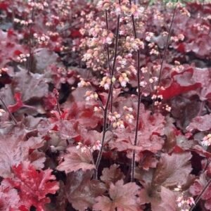 Heuchera x 'Pw Dolce Cherry Truffles'