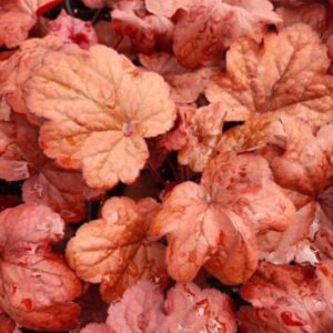 Heuchera x 'Front&Centre Fire Alarm'