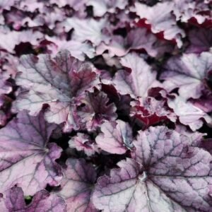 Heuchera x 'Forever Tnheufr'