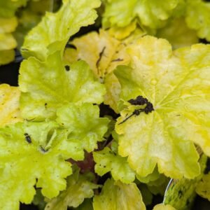 Heuchera x 'Lemon Love'