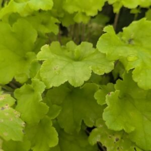 Heuchera x 'Marmalade Lime'