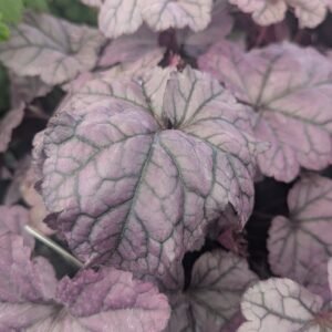 Heuchera x 'Pw Dolce Wildberry