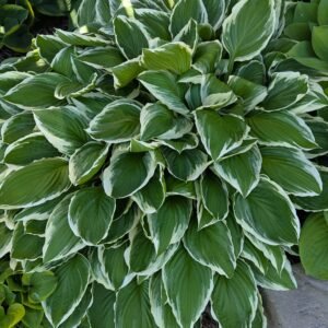 Hosta 'Albomarginata'