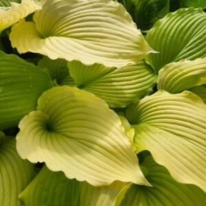 Hosta 'Dancing Queen